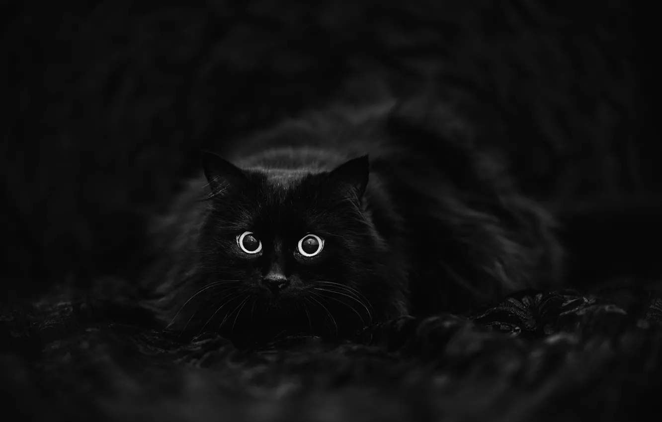 Photo wallpaper cat, black background, black cat
