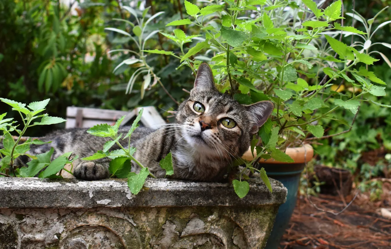 Photo wallpaper cat, summer, cat, look, face, leaves, garden, flowerbed