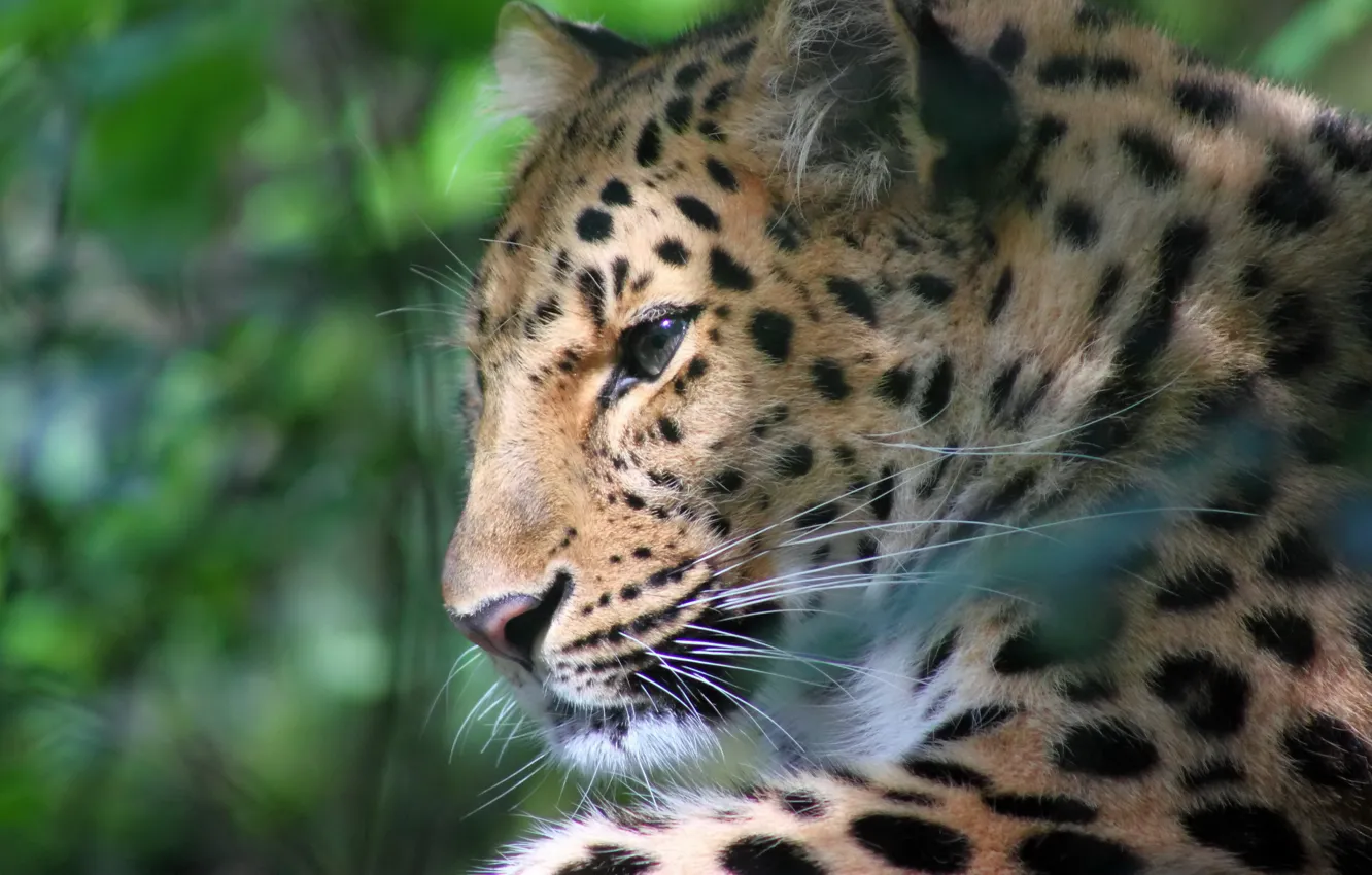 Photo wallpaper mustache, face, glare, stay, leopard, profile