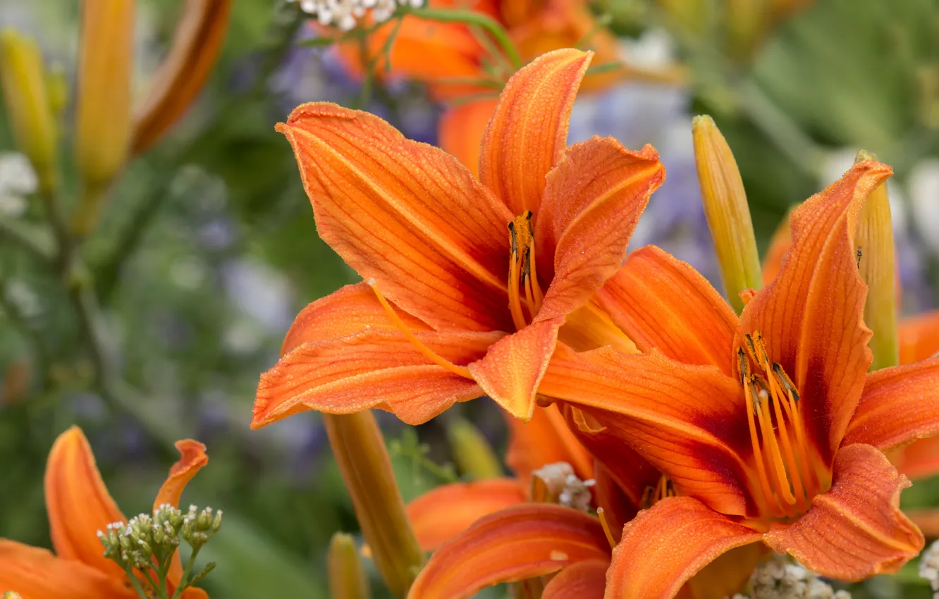 Photo wallpaper macro, orange, petals, buds, daylilies