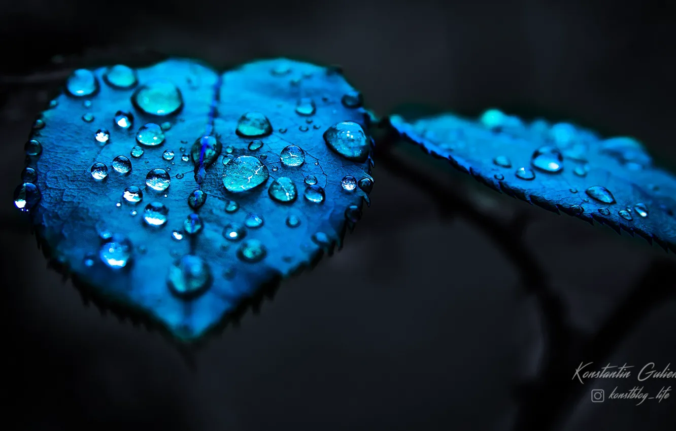 Photo wallpaper leaves, nature, plant, blue leaves