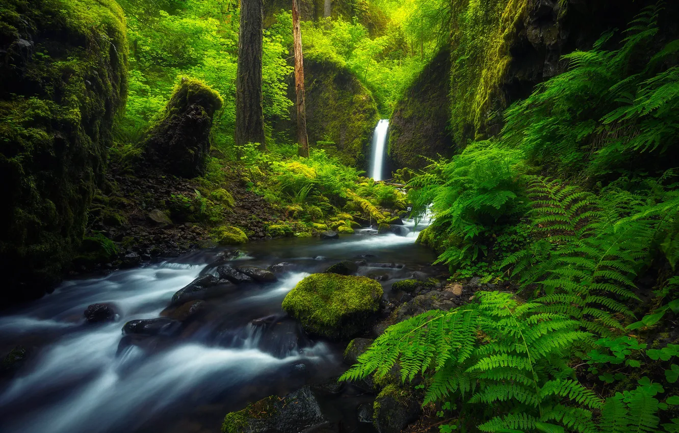 Photo wallpaper forest, river, stream, waterfall, Oregon, fern, Oregon, Columbia River Gorge