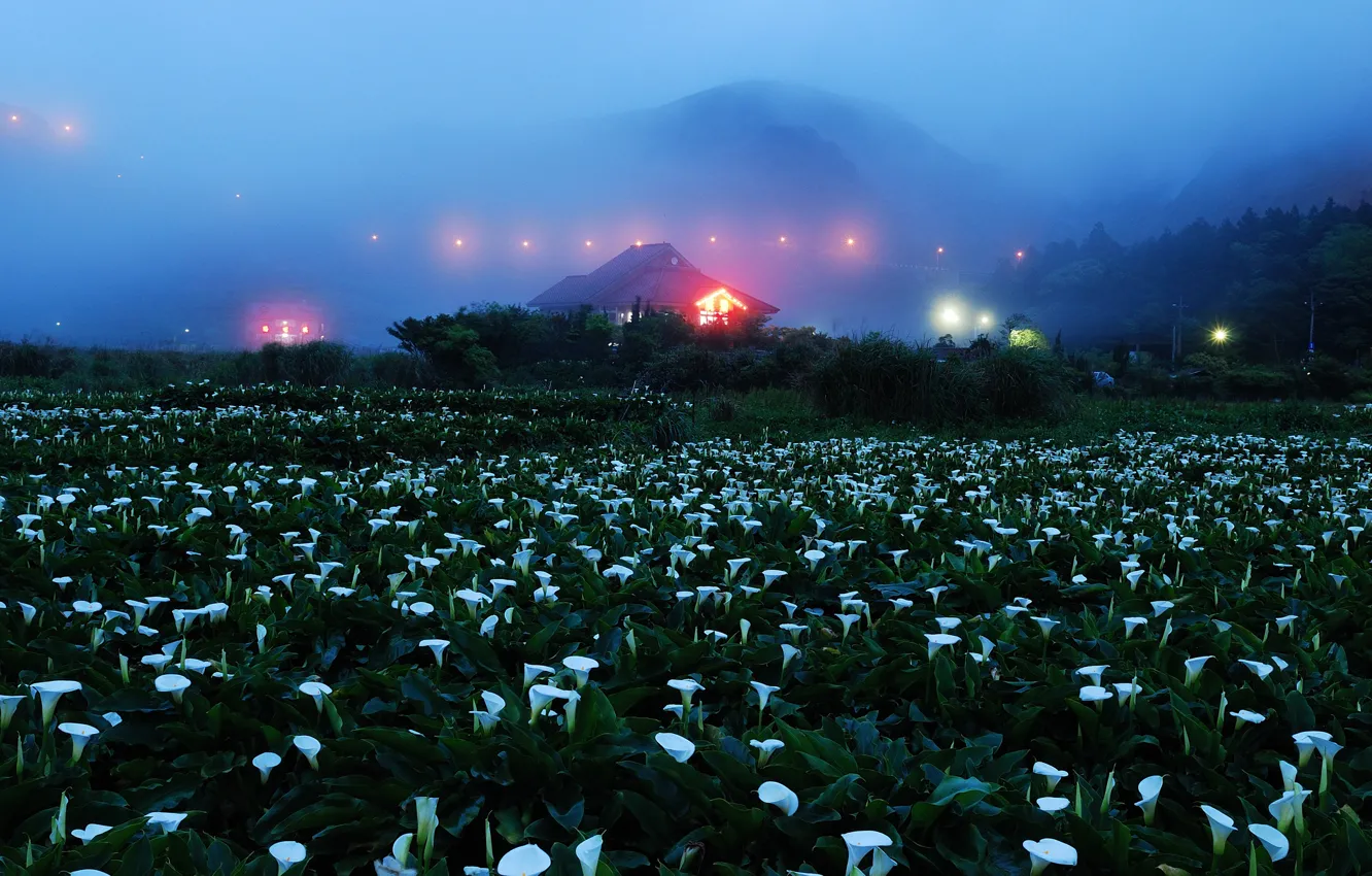 Photo wallpaper field, flowers, mountains, night, lights, fog, house, Kala