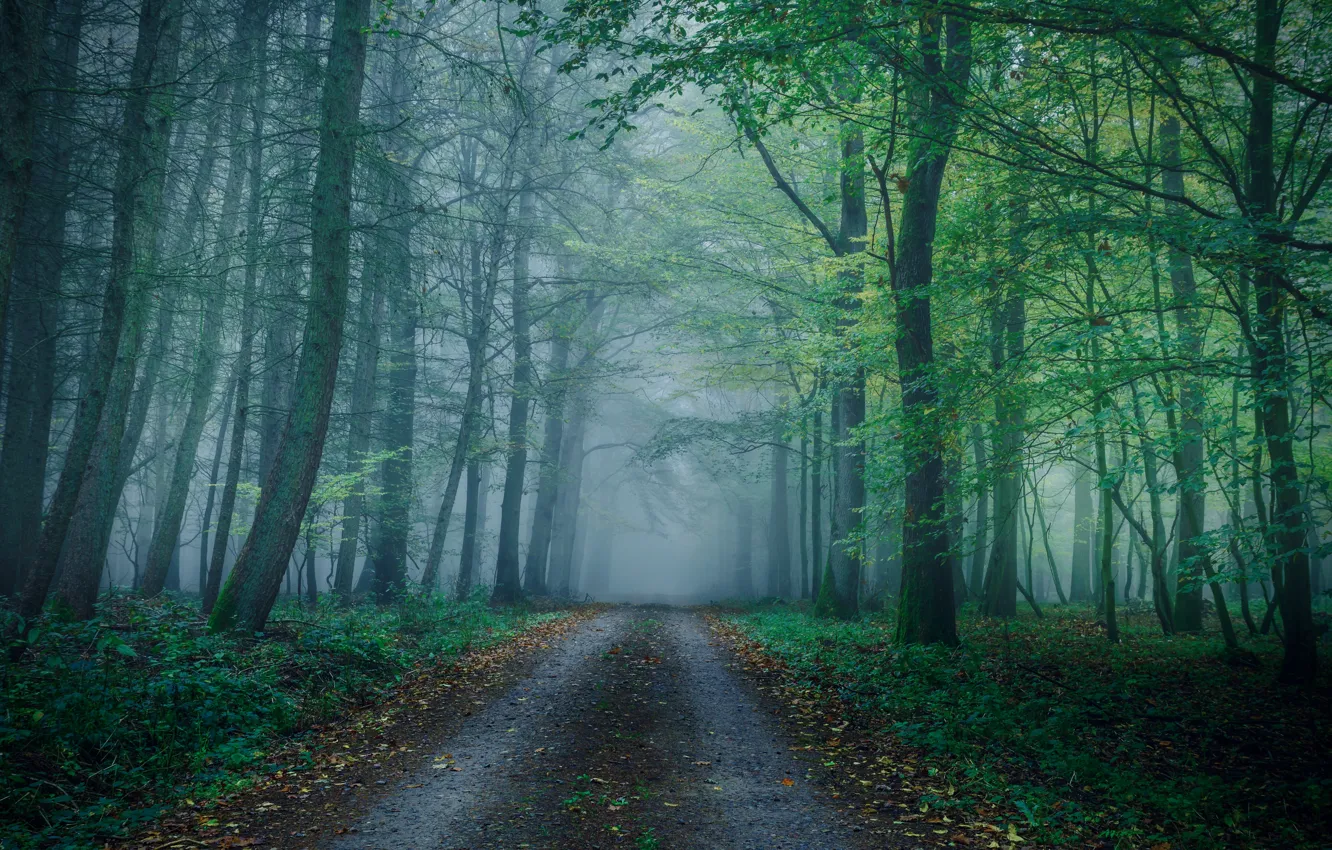 Photo wallpaper road, greens, autumn, forest, branches, fog, Park, haze