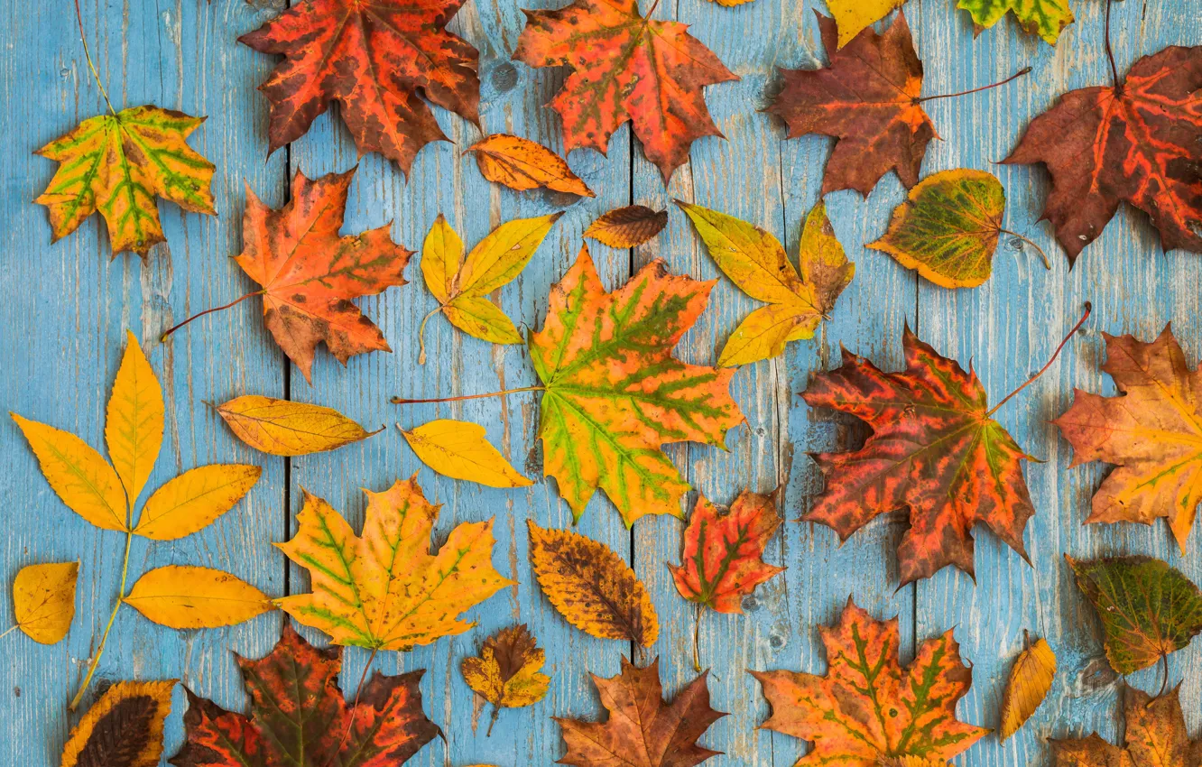 Photo wallpaper autumn, leaves, background, Board, colorful, maple, wood, autumn