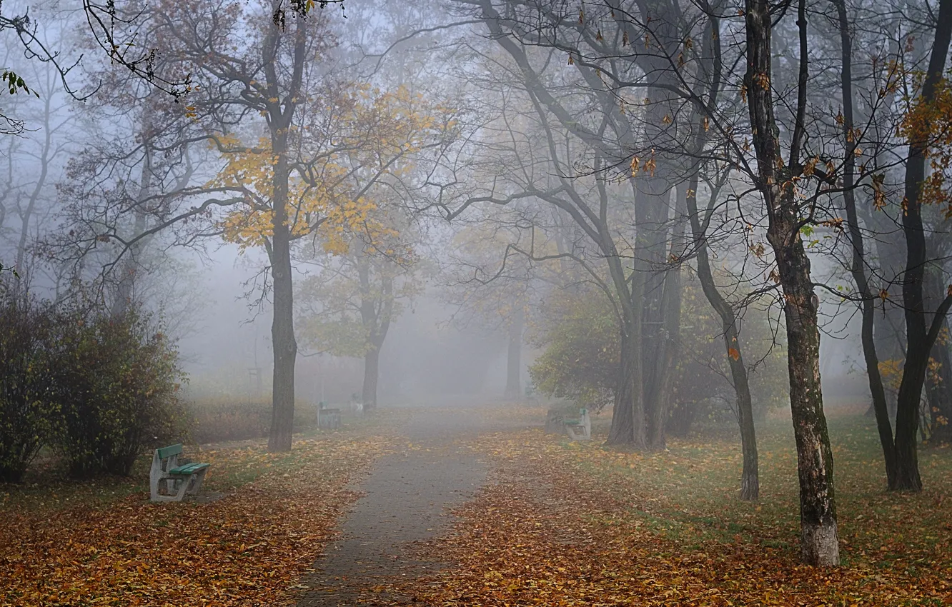 Photo wallpaper autumn, bench, fog, Park, alley