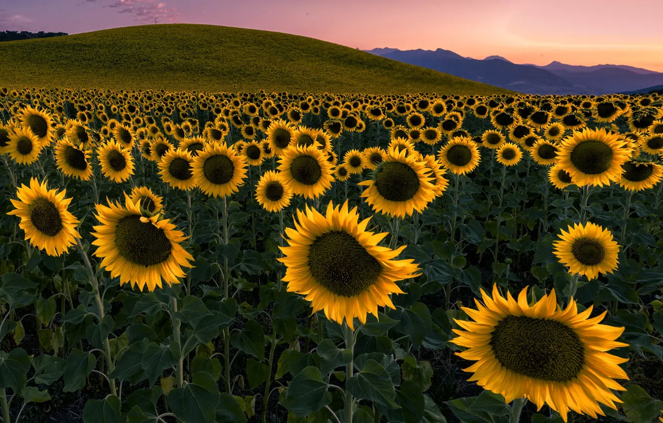 Photo wallpaper summer, sunflowers, sunset