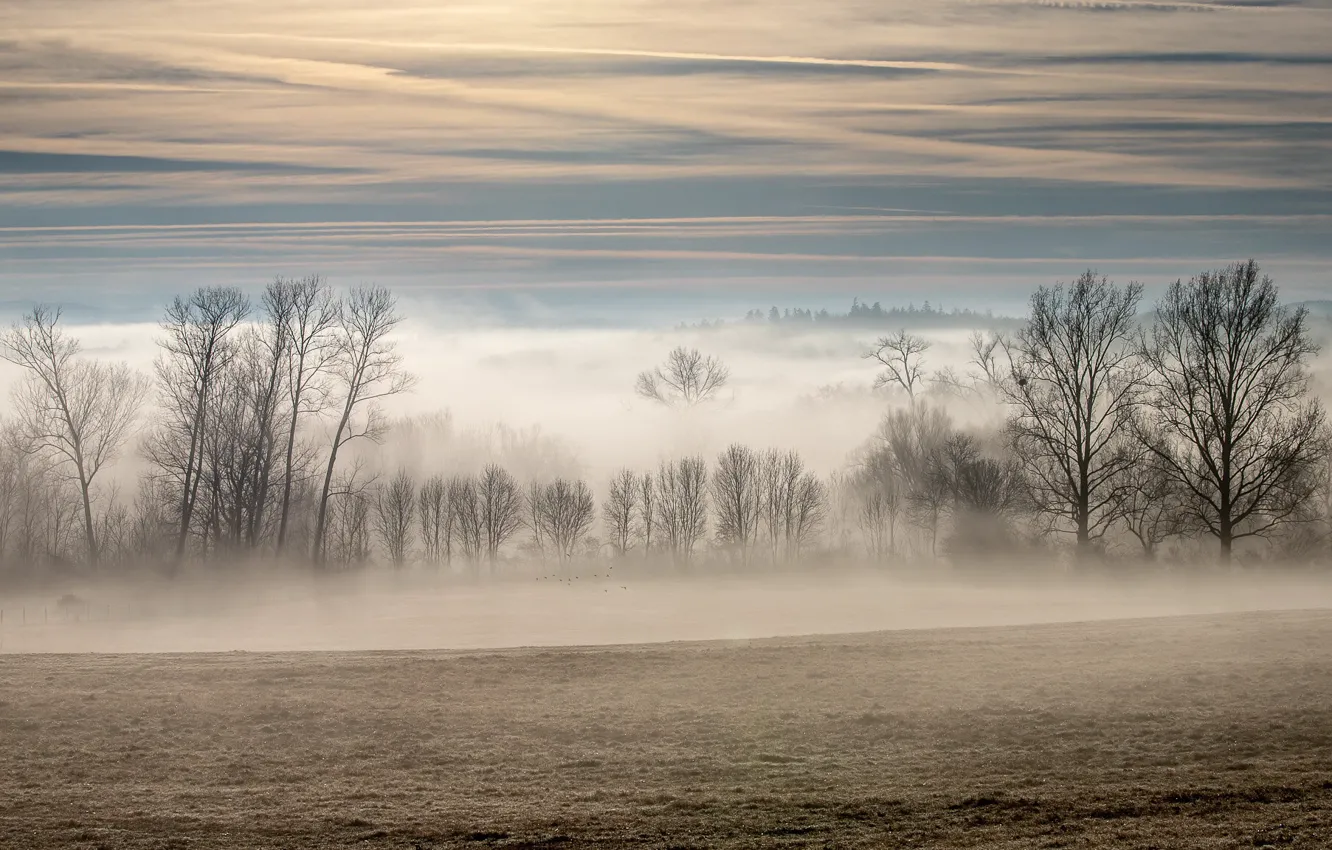 Photo wallpaper field, nature, fog