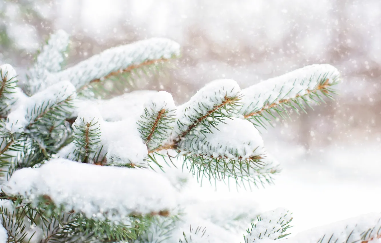 Photo wallpaper winter, snow, branches, nature, spruce, needles
