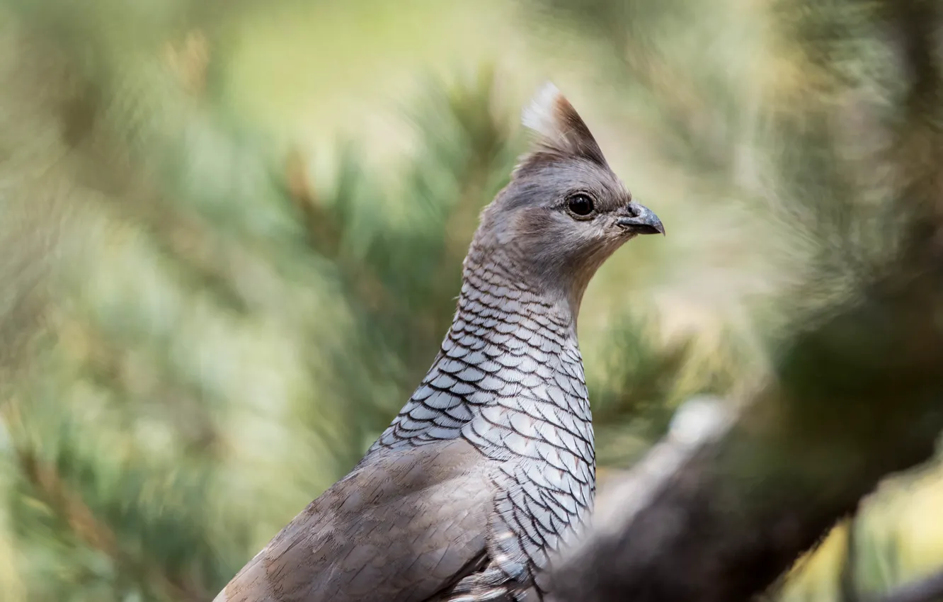 Photo wallpaper branches, background, nature, blur, profile, bokeh, bird, pigeons