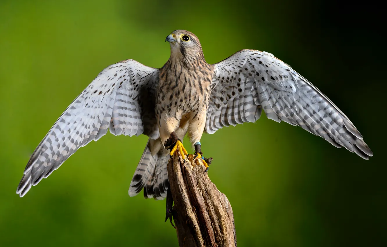 Photo wallpaper bird, wings, predator, Kestrel