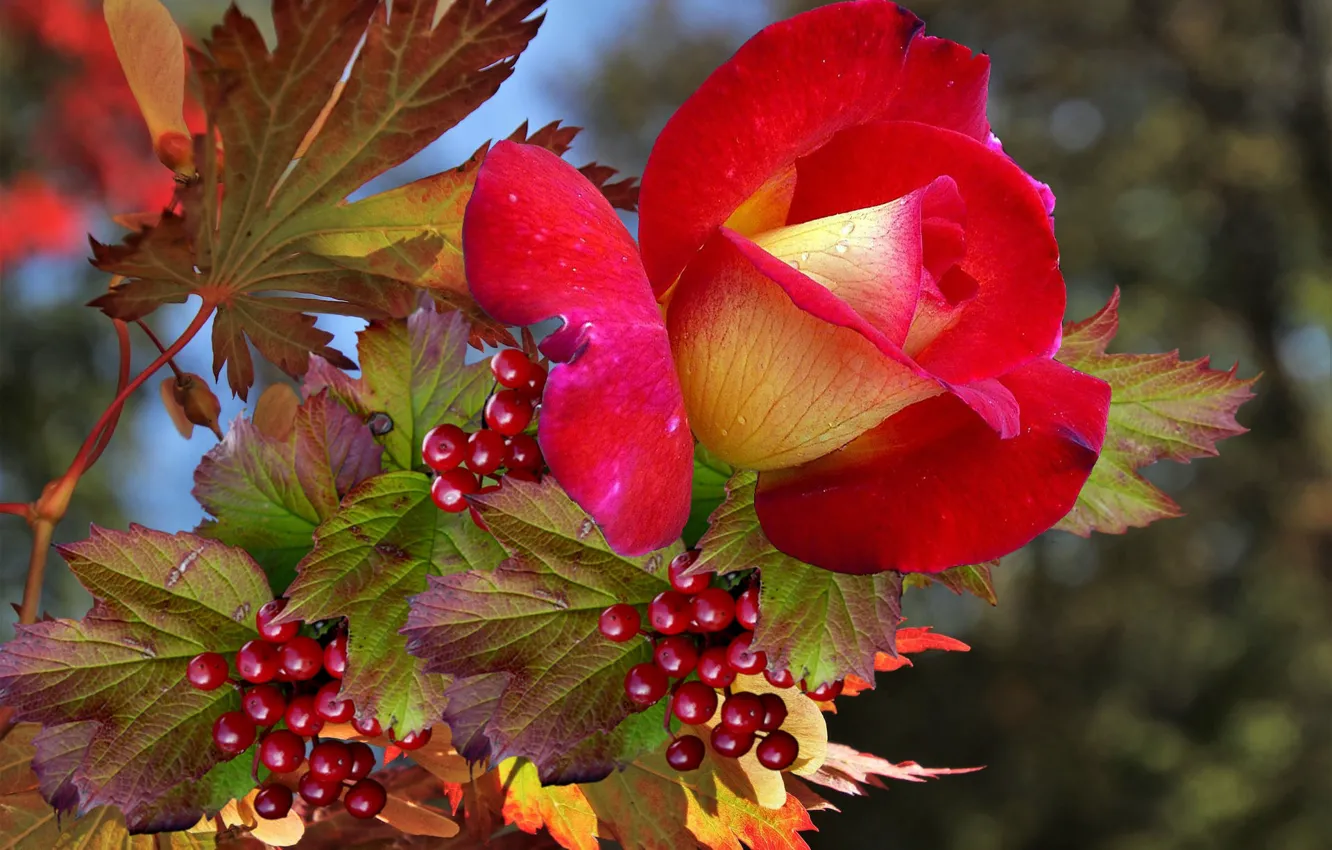 Photo wallpaper autumn, roses, Kalina