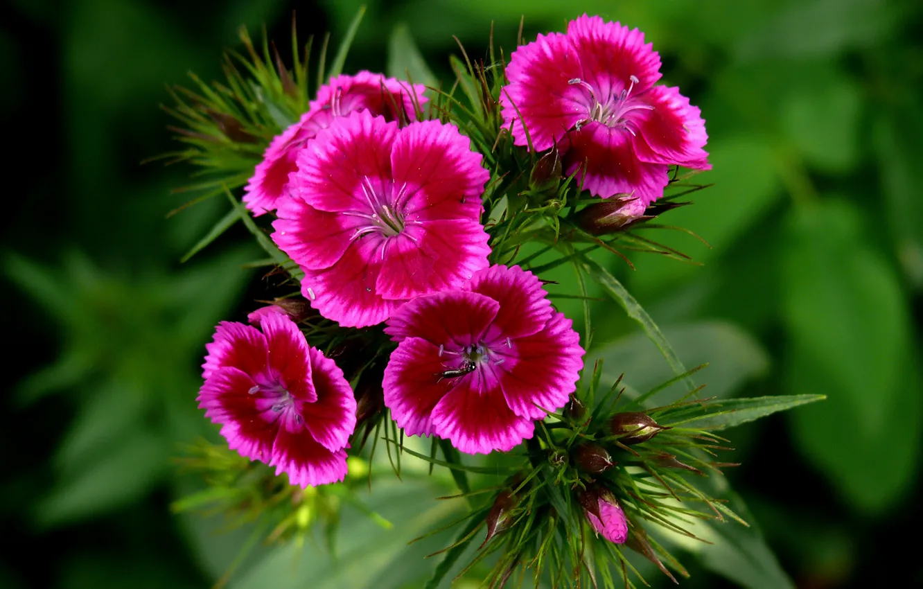 Photo wallpaper carnation, Bokeh, Bokeh, Pink flowers, Pink flowers