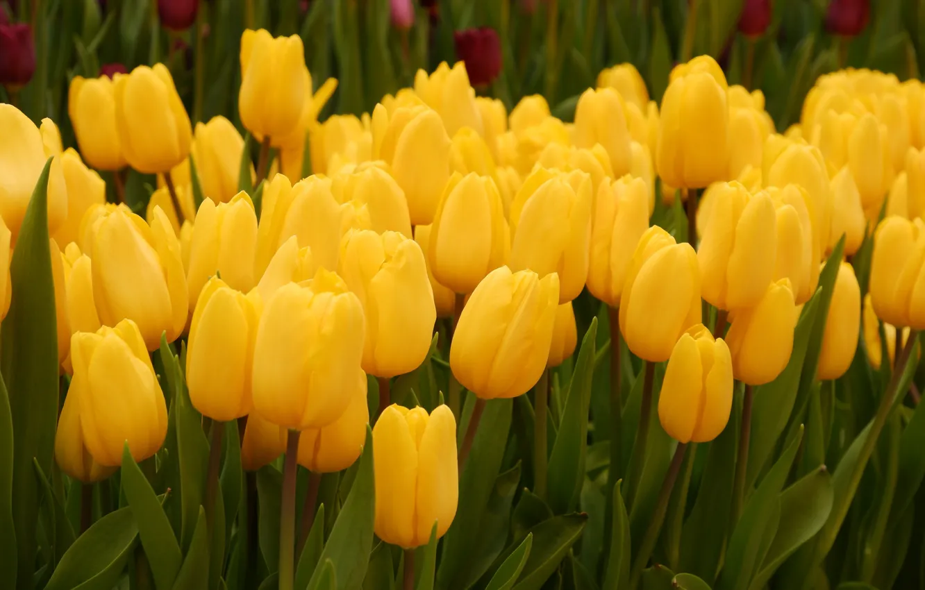 Photo wallpaper yellow, spring, tulips, buds, flowerbed, a lot