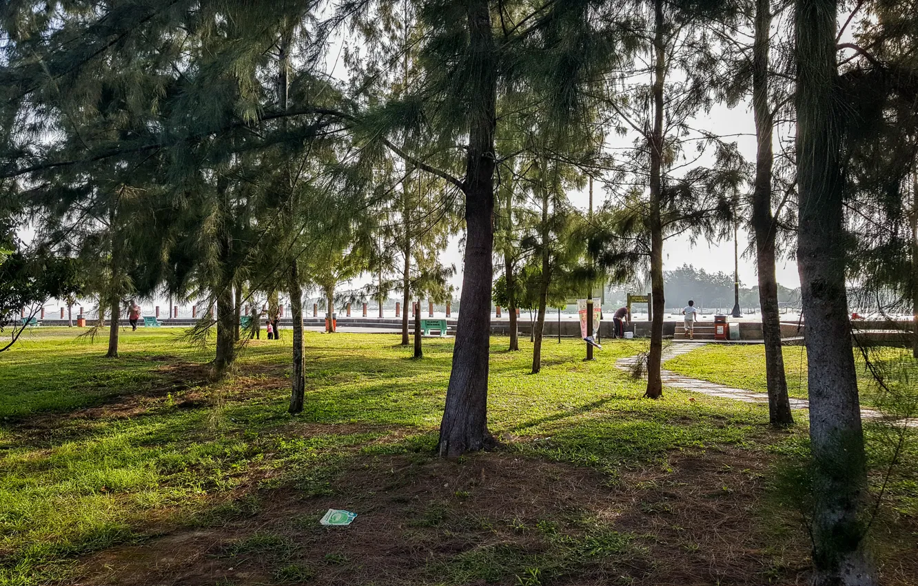 Photo wallpaper green, dark, light, black, trees, wood, view, evening