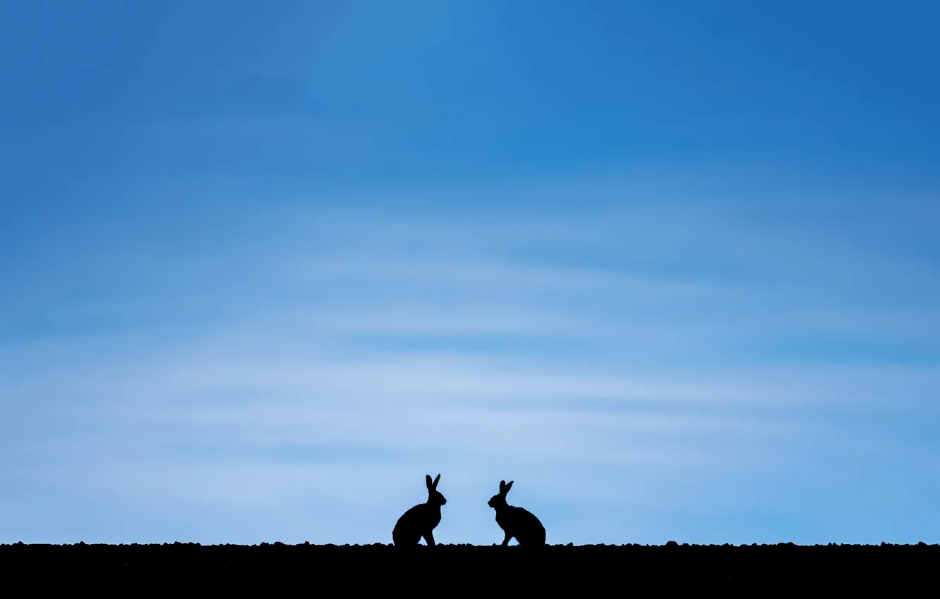 Photo wallpaper the sky, nature, hare