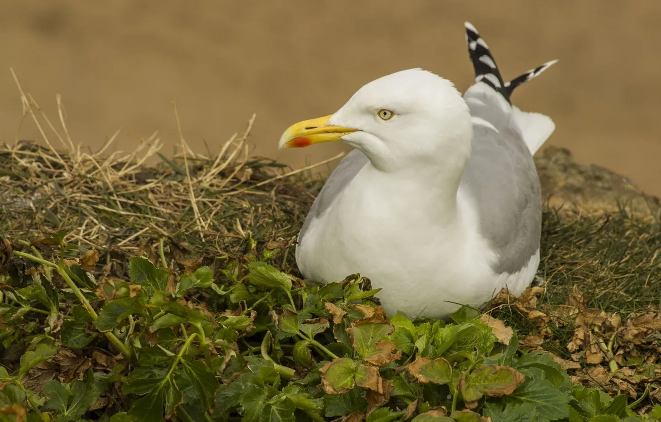 Photo wallpaper grass, bird, seagulls