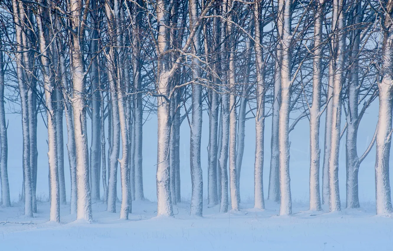 Photo wallpaper forest, snow, trees