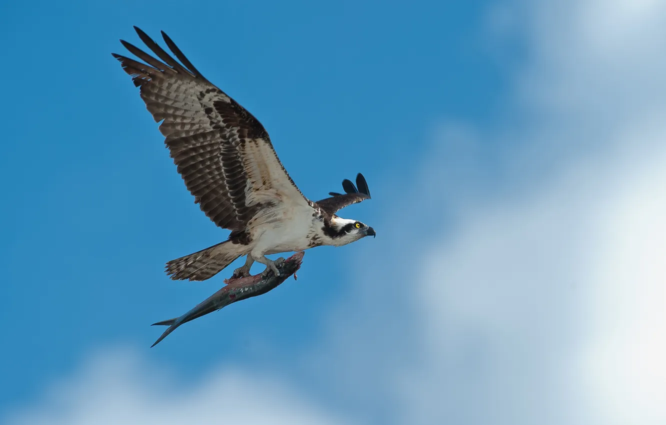 Photo wallpaper the sky, flight, bird, food, fish, catch