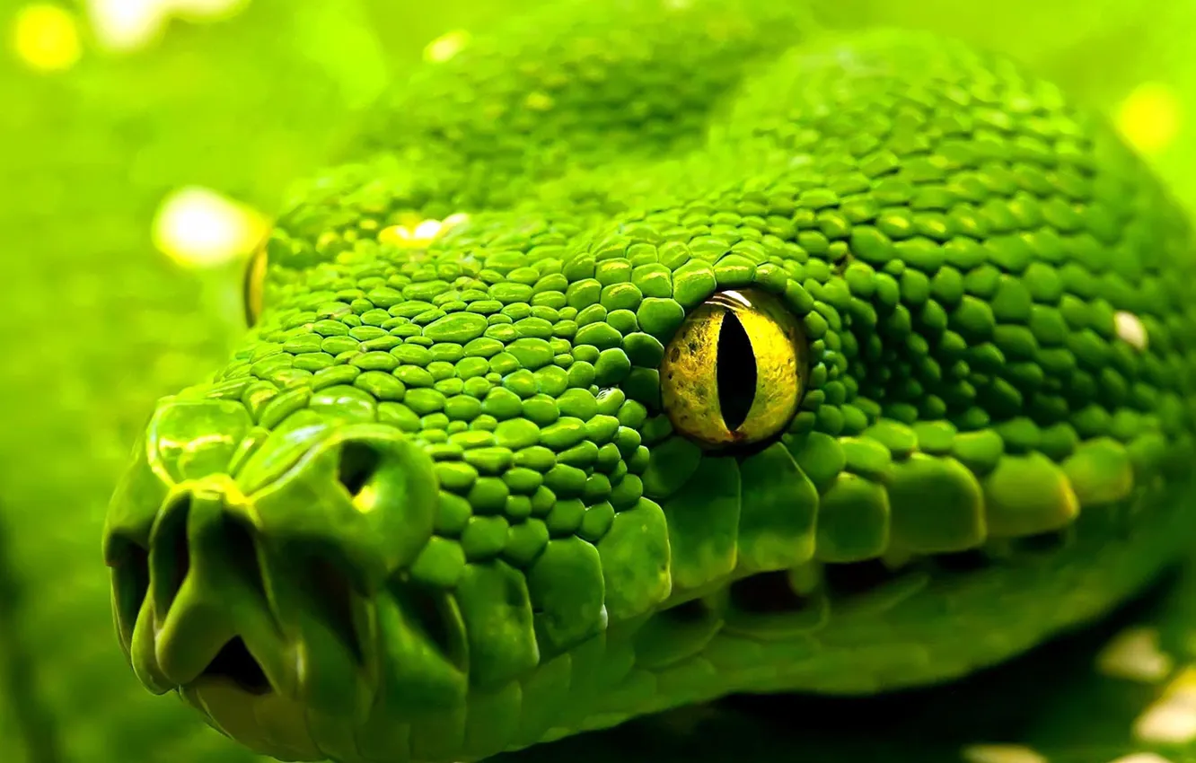 Photo wallpaper eyes, snake, head, scales, snake, eyes, reptile, reptile