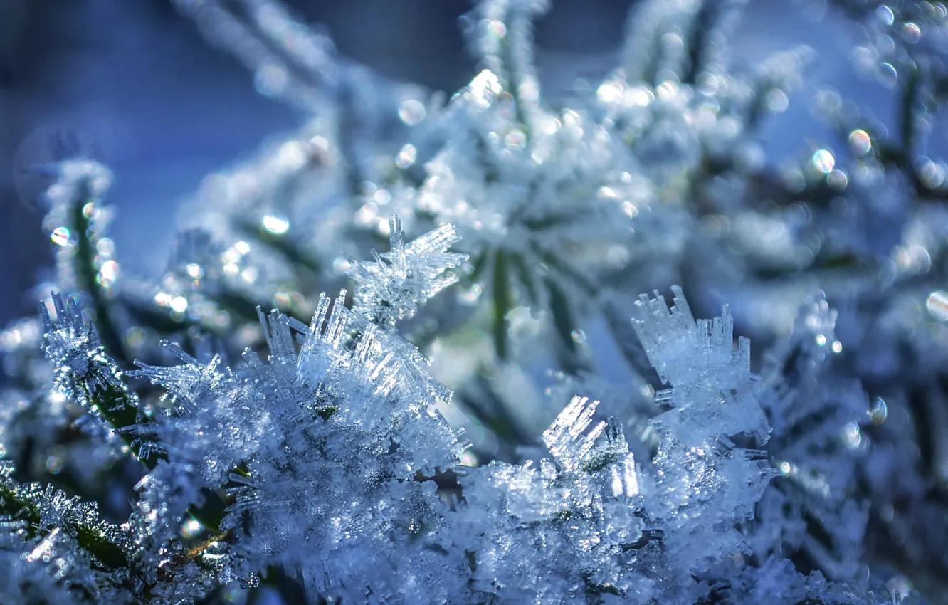 Photo wallpaper winter, frost, branches, bokeh, by dashakern