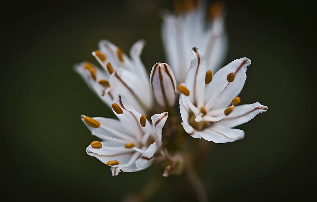 Photo wallpaper flowers, nature, plant, petals, stamens