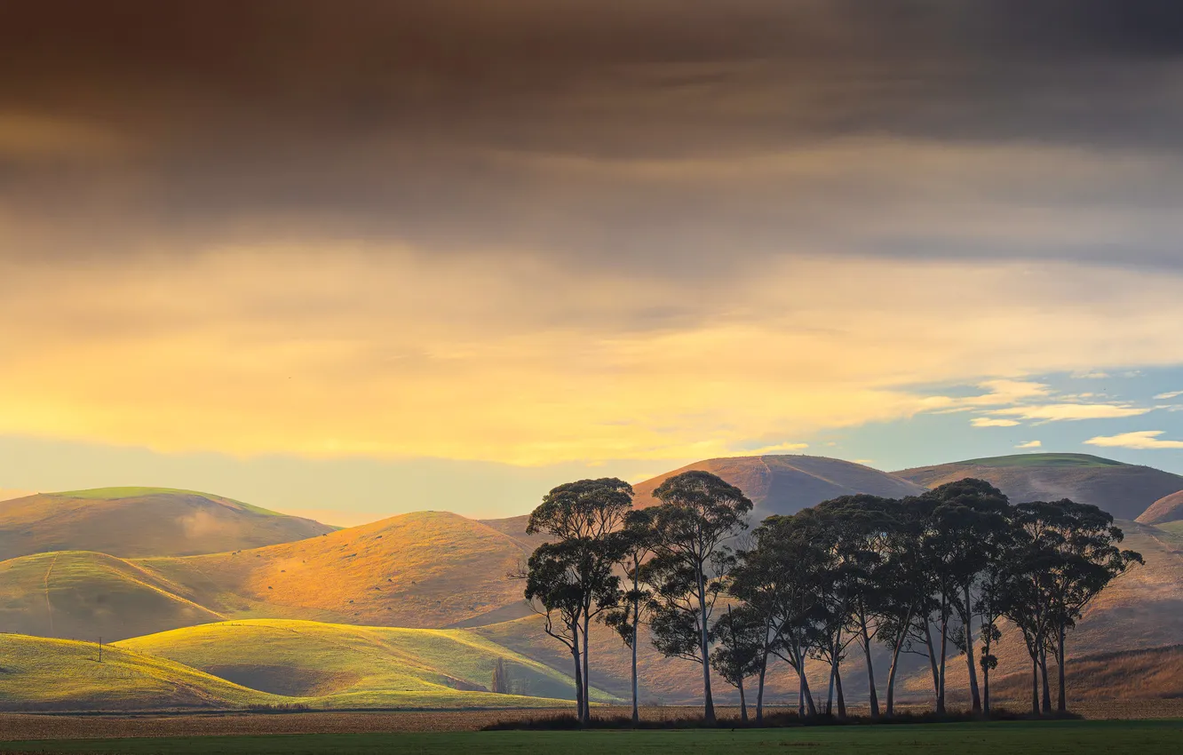 Photo wallpaper the sky, trees, mountains, pine
