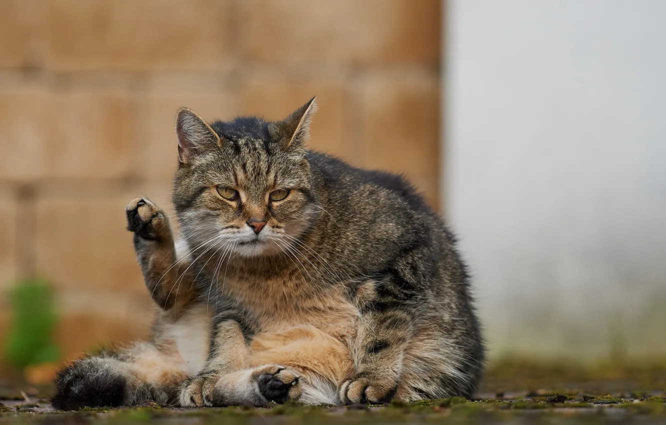 Photo wallpaper cat, pose, paws