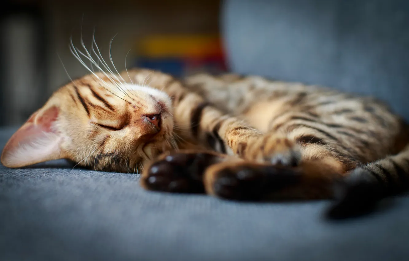Photo wallpaper cat, sleeping, kitty, Kote