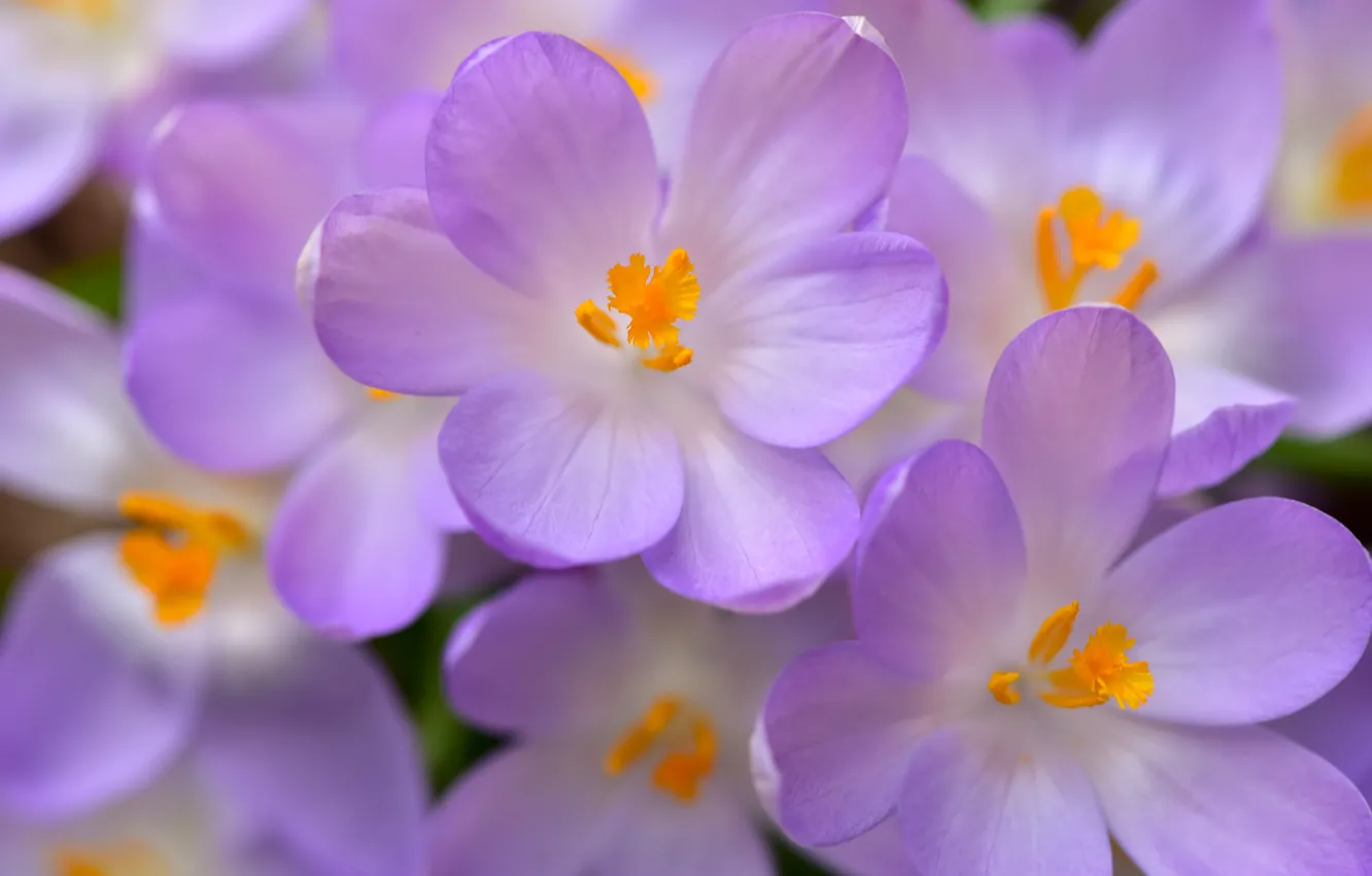 Photo wallpaper macro, petals, crocuses, saffron