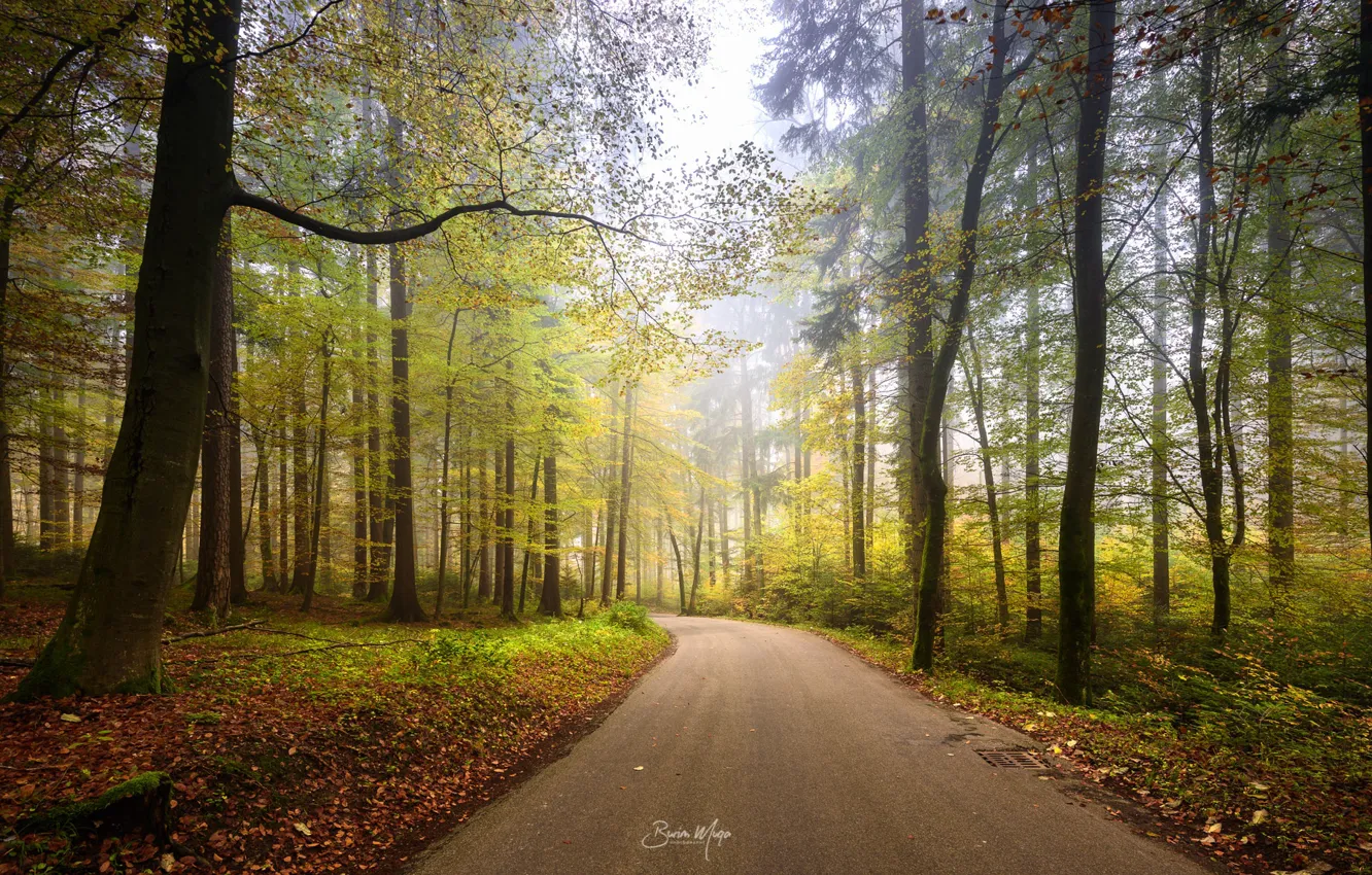 Photo wallpaper road, forest, light, trees
