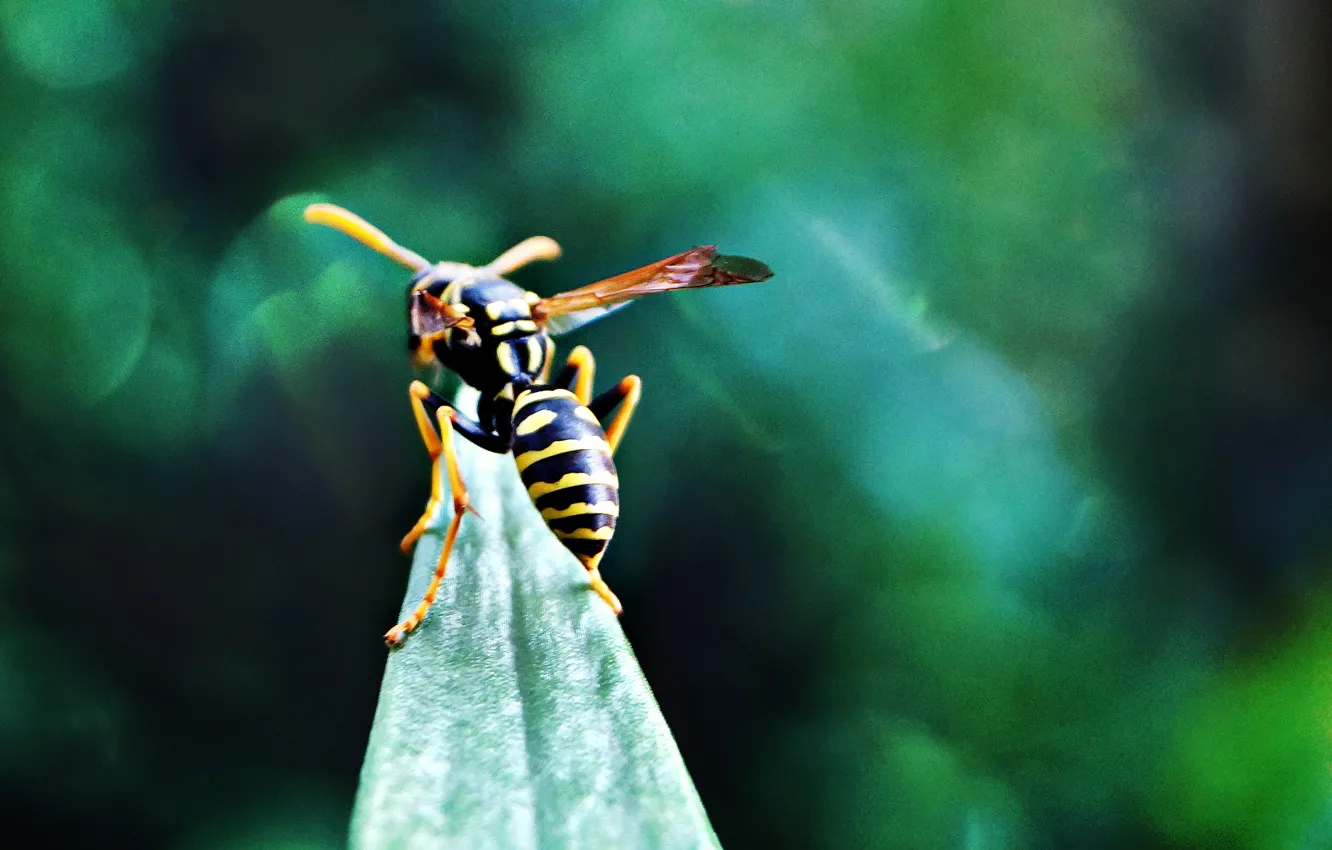 Photo wallpaper macro, OSA, beautiful