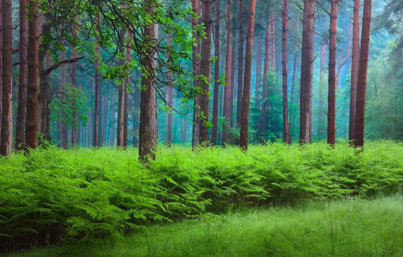 Photo wallpaper forest, nature, spring, haze, fern