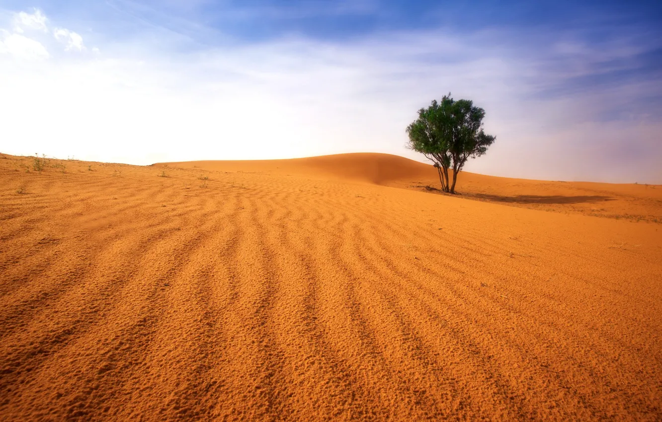 Photo wallpaper trees, desert, dunes