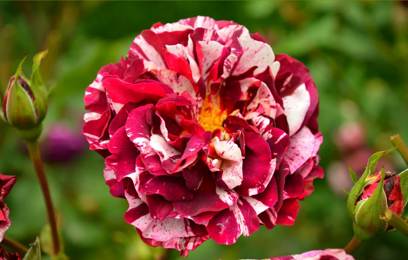 Photo wallpaper roses, red rose, buds, Red rose