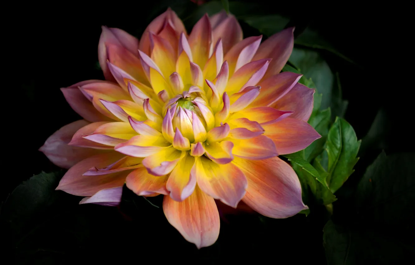 Photo wallpaper flowers, nature, petals, dahlias