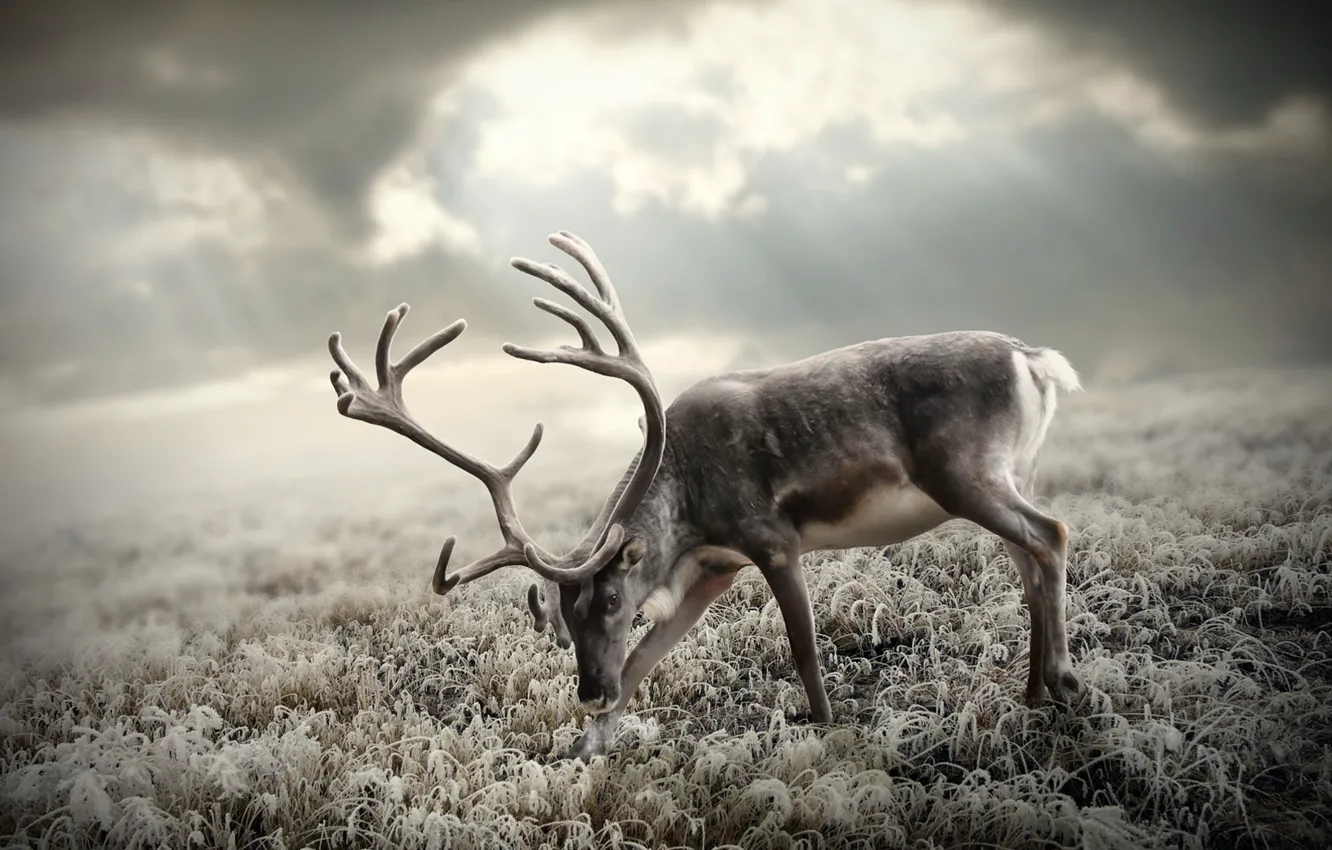 Photo wallpaper the sky, grass, the sun, deer, horns, tundra, frost