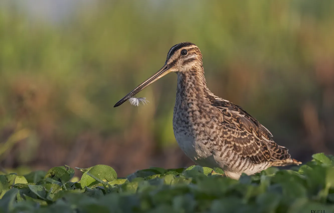 Photo wallpaper Rosa, bird, morning, a feather