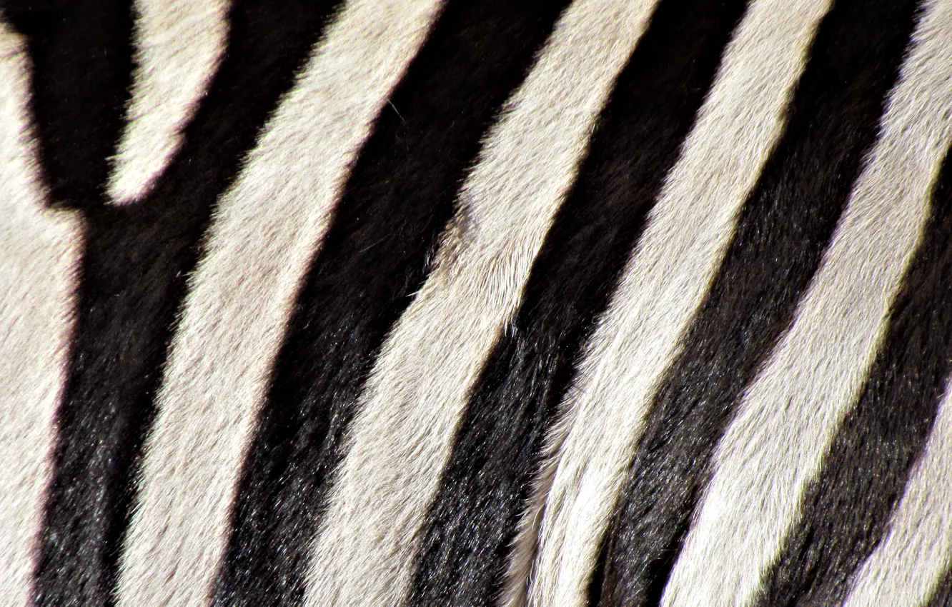 Photo wallpaper strip, b/W, Zebra, color, cover