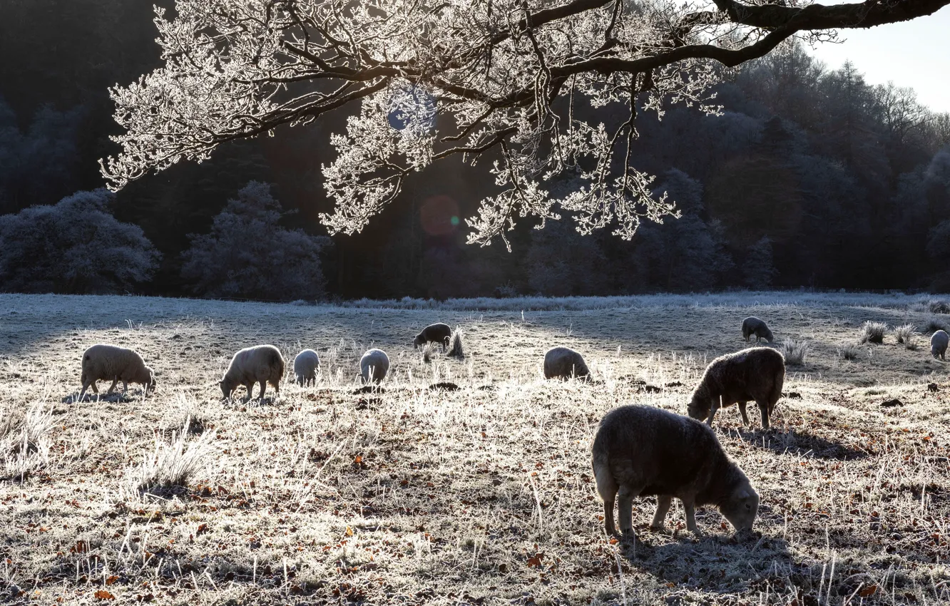 Photo wallpaper winter, frost, sheep, pasture, sheep, the herd