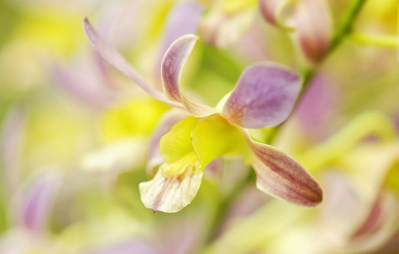 Photo wallpaper flowers, petals, Orchid