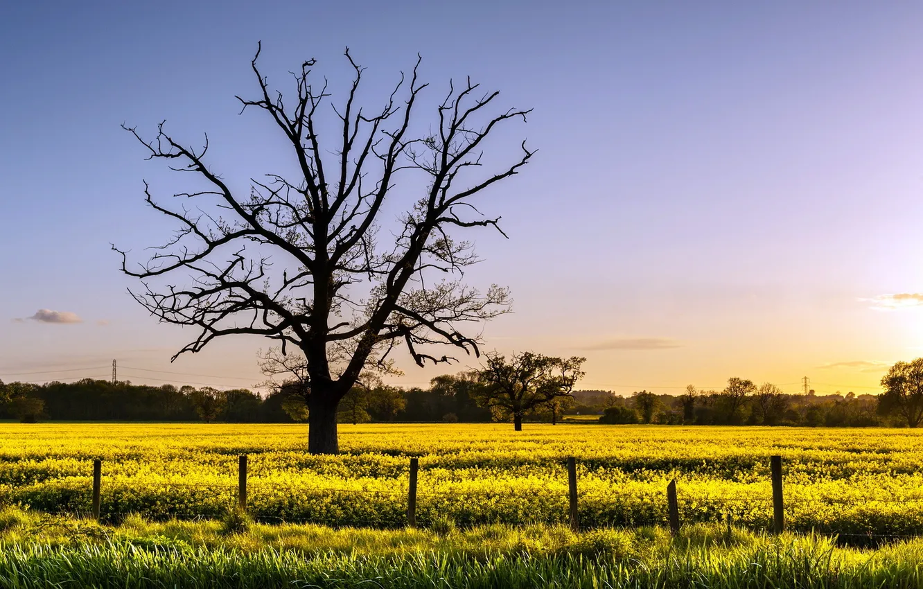 Photo wallpaper field, trees, landscape, the fence, rape