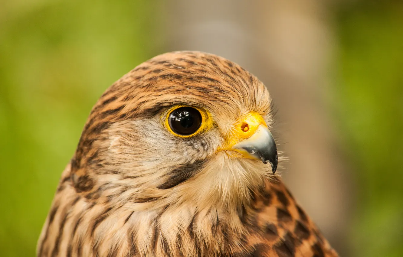 Photo wallpaper look, bird, portrait, profile, Kestrel