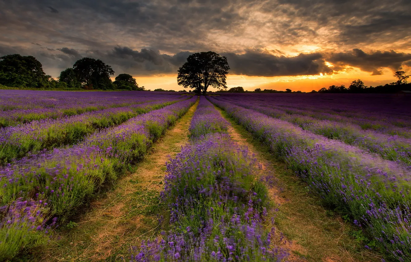 Photo wallpaper field, sunset, lavender