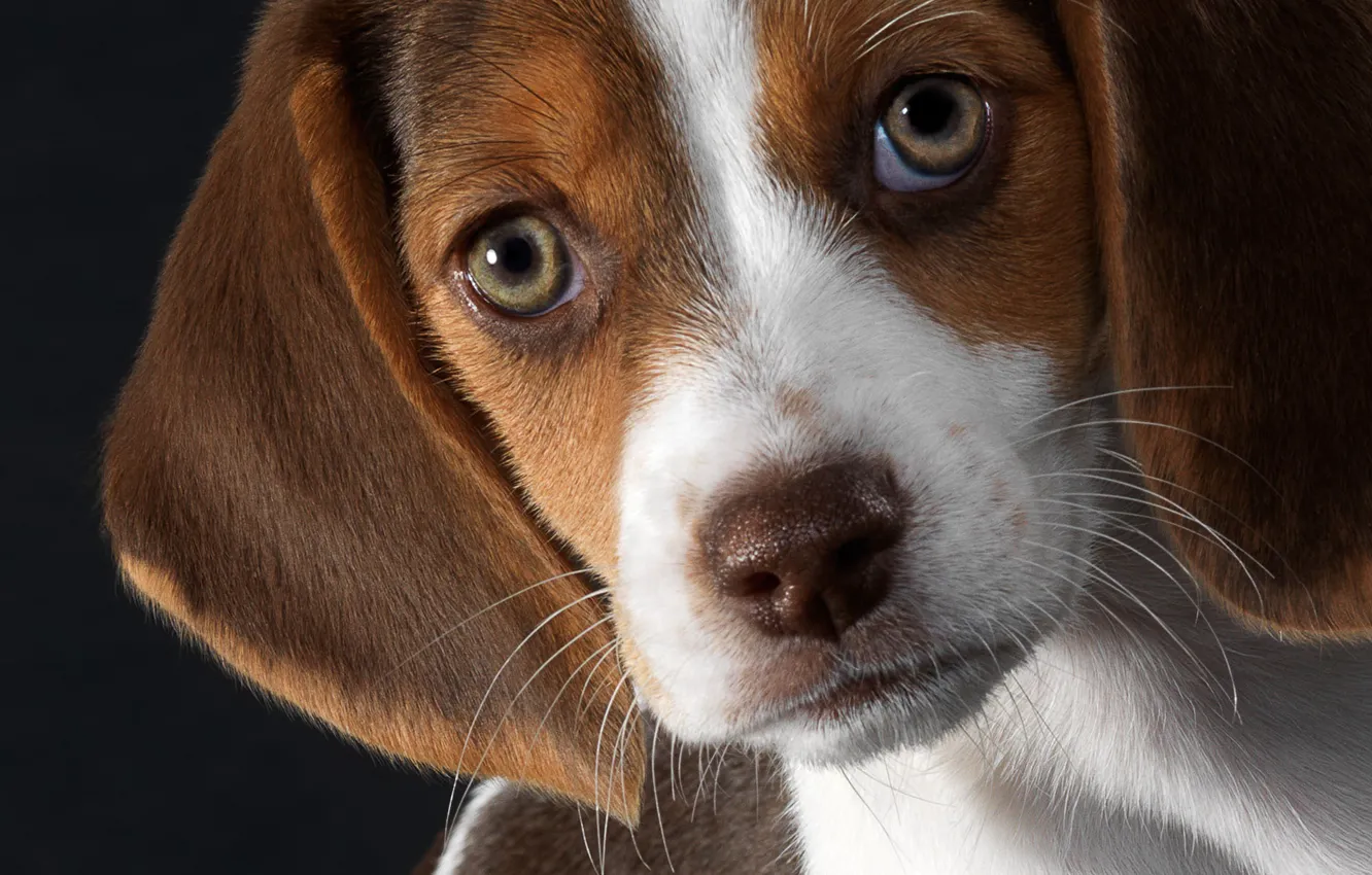 Photo wallpaper each, puppy, Beagle