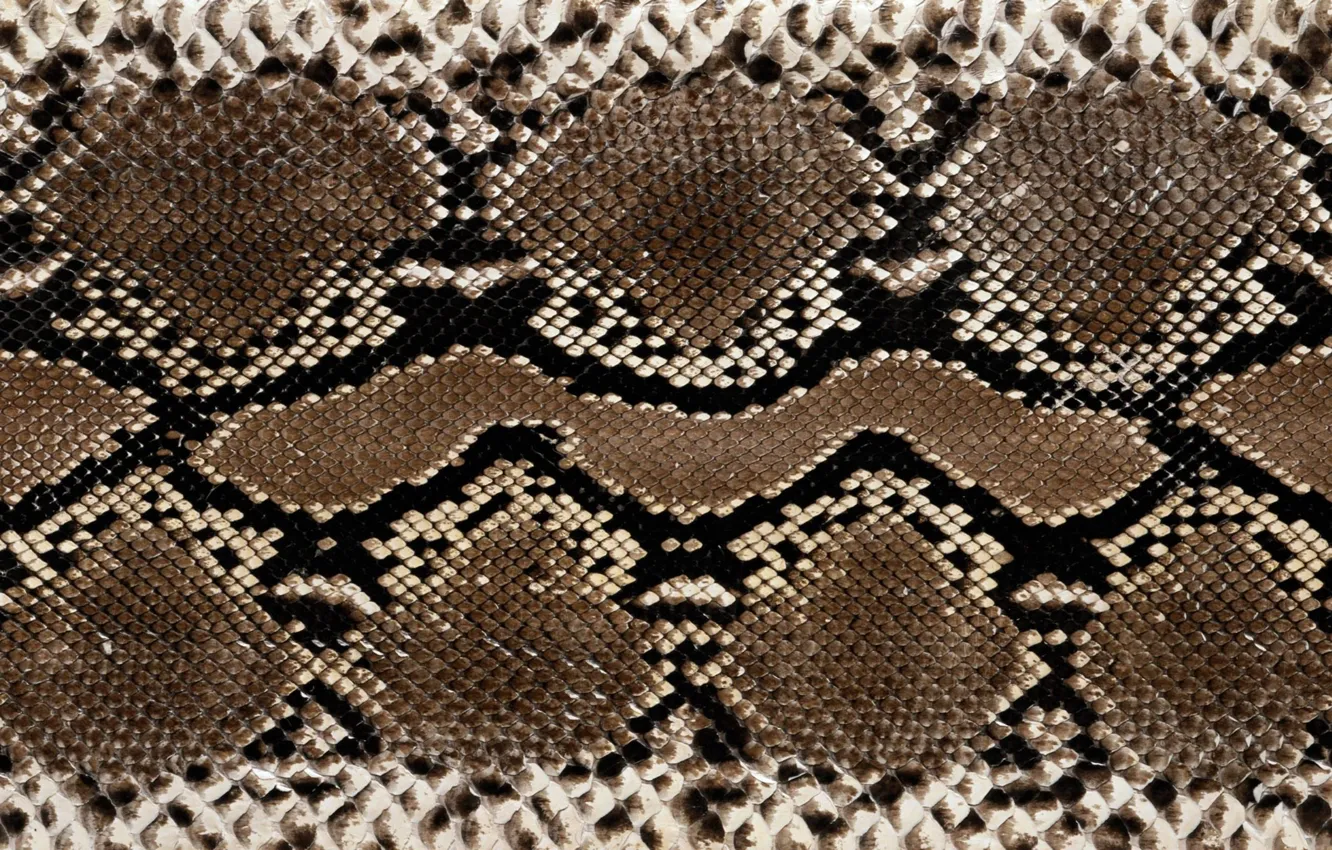 Photo wallpaper snakes, leather, colors, texture