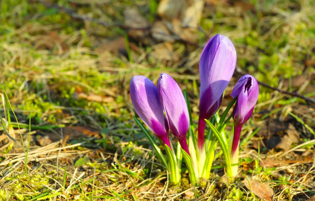 Photo wallpaper flower, spring, Crocus