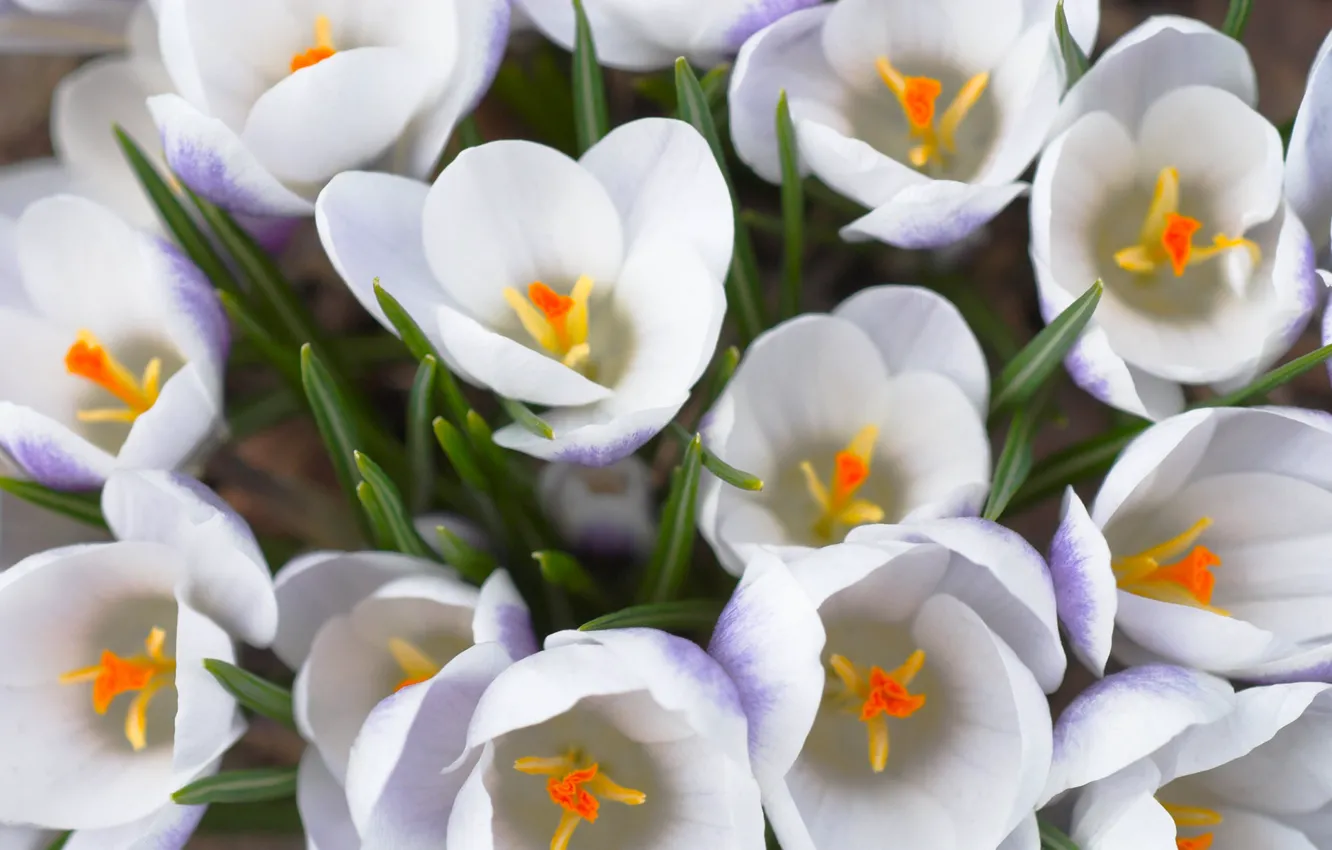 Photo wallpaper white, macro, flowers, bouquet, spring, primrose, Crocuses