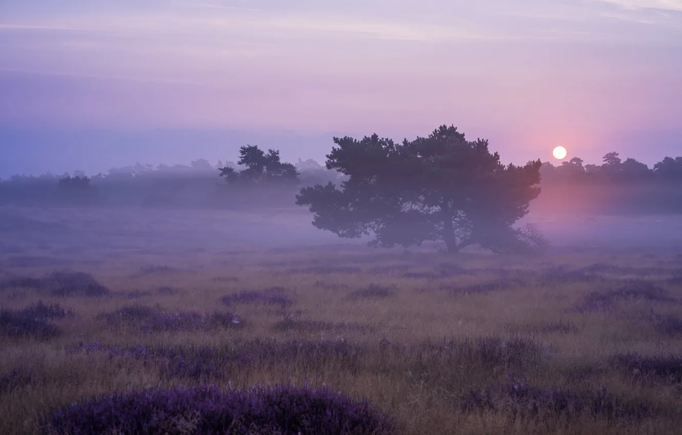 Photo wallpaper field, fog, pine, Heather