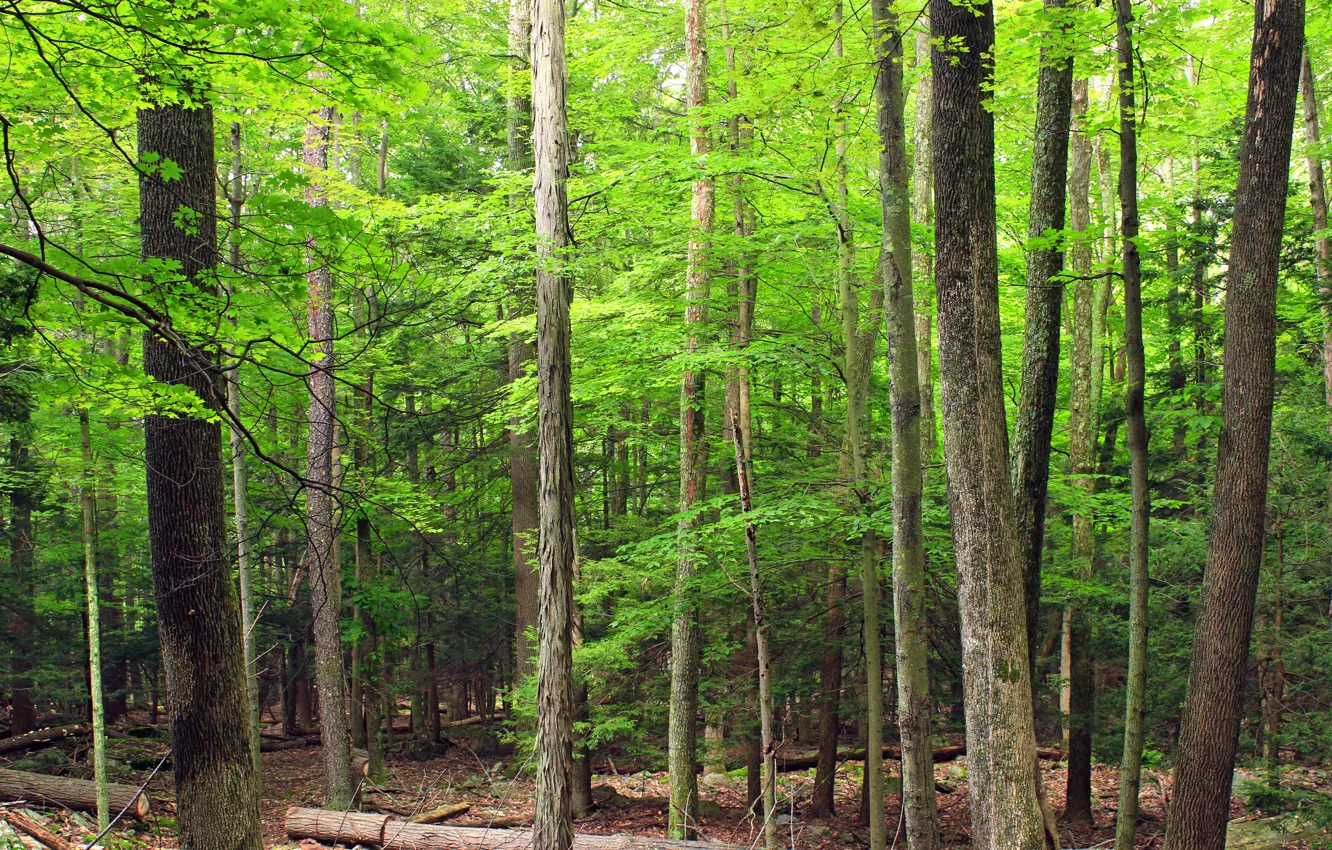 Photo wallpaper forest, leaves, trees, nature, trunk, log